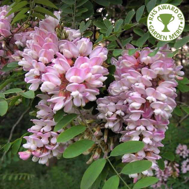 Robinia pseudoacacia Hillieri tree