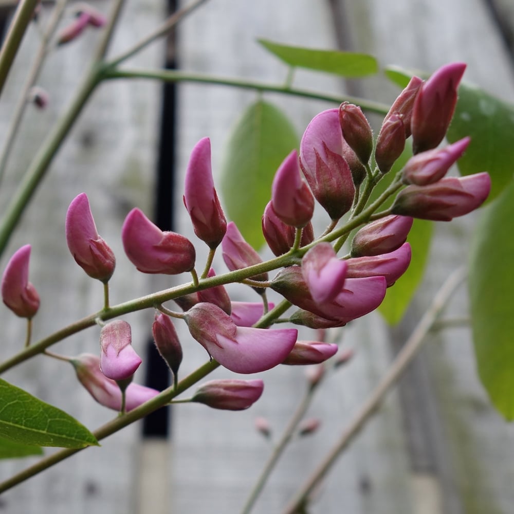 Robinia pseudoacacia Hillieri buds