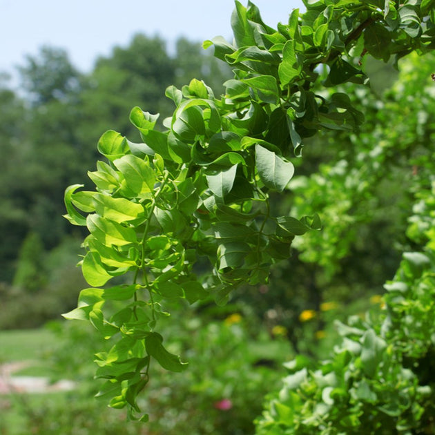 Robinia Pseudoacacia Lace Lady tree