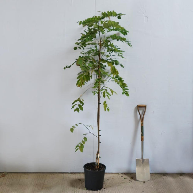 Robinia 'Pink Cascade' Fasle Acacia tree in pot