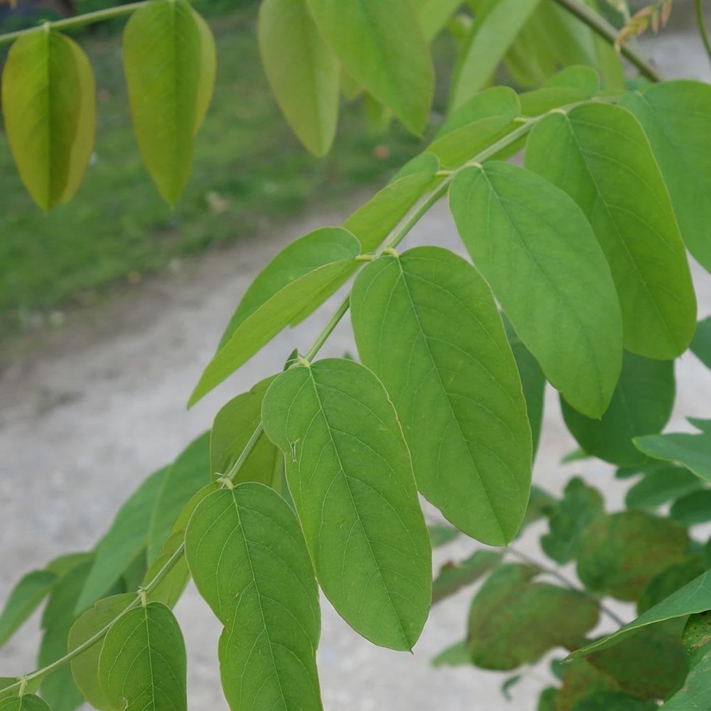 Foliage of Robinia × margaretta 'Pink Cascade'