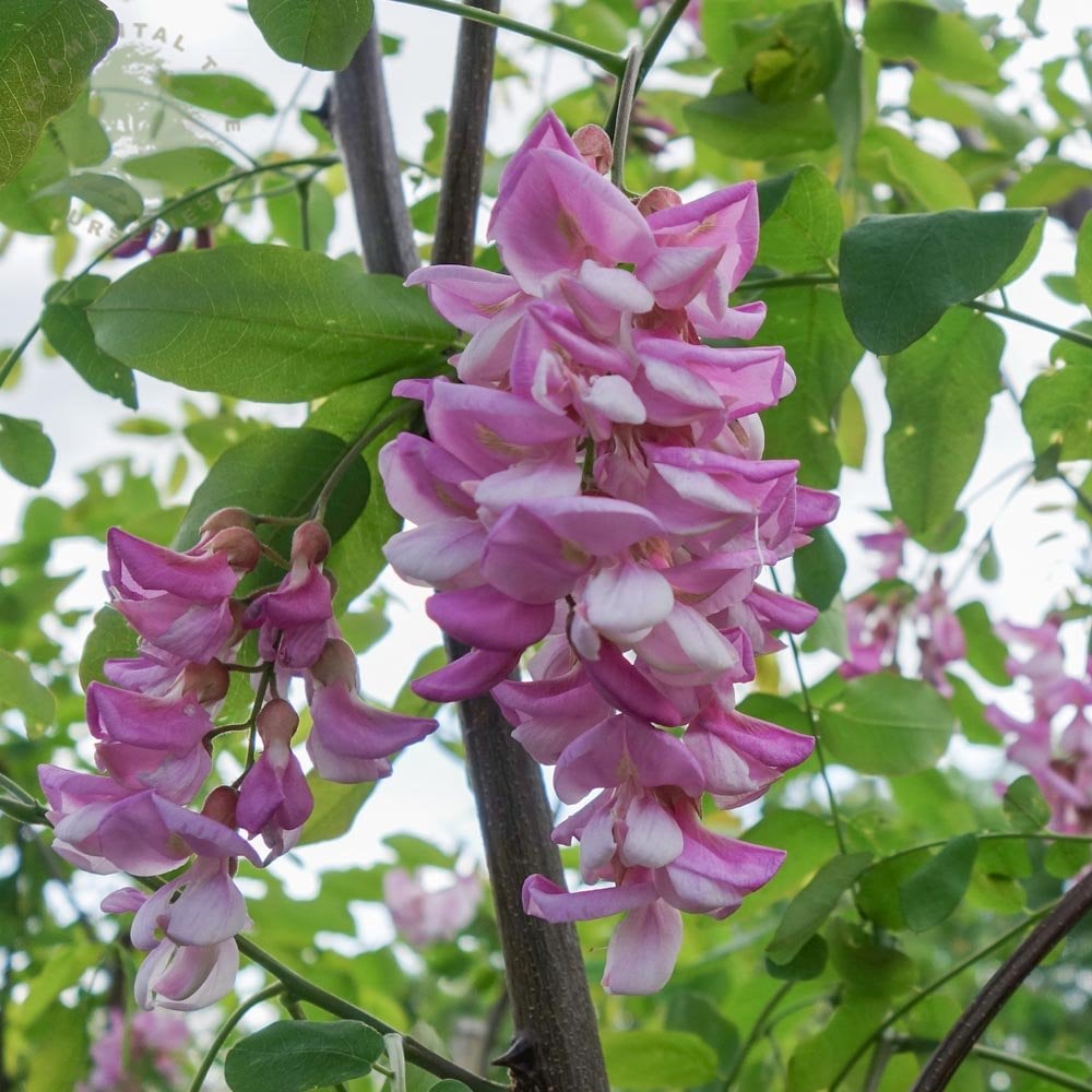 Robinia × margaretta 'Pink Cascade' 