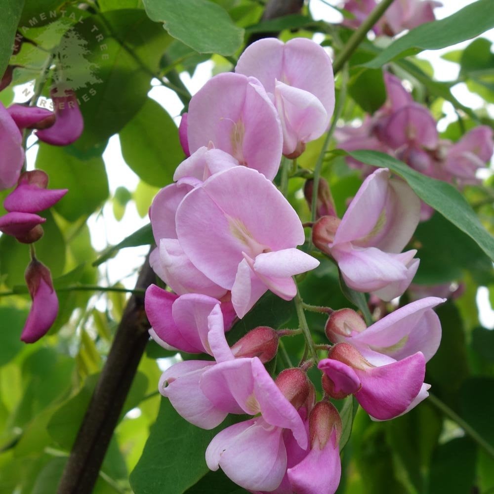 Pink False Acacia flowers on Robinia 'Pink Cascade'