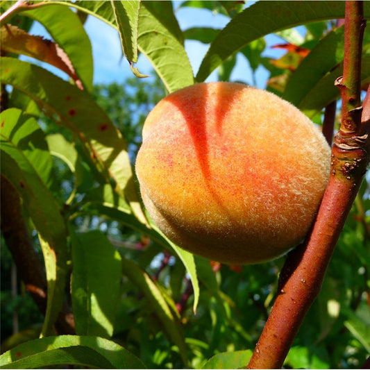 Rochester Peach Tree