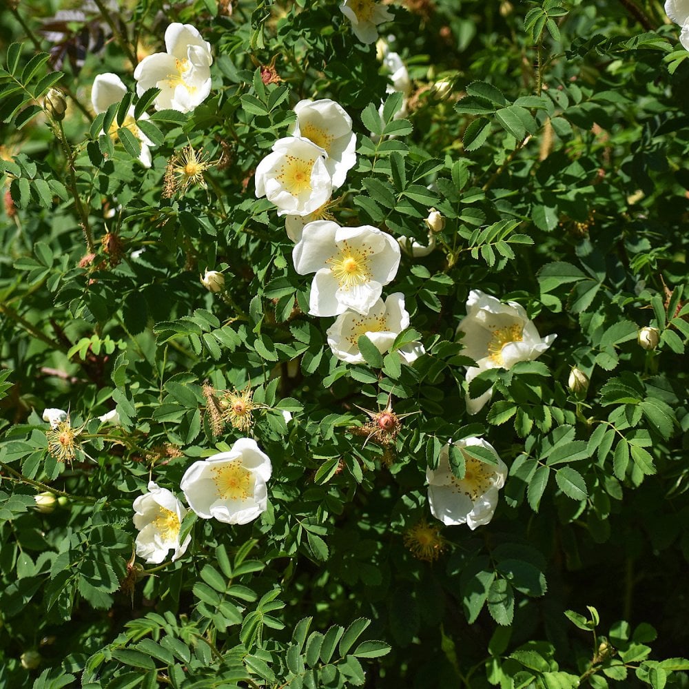 White Japanese Rose hedging