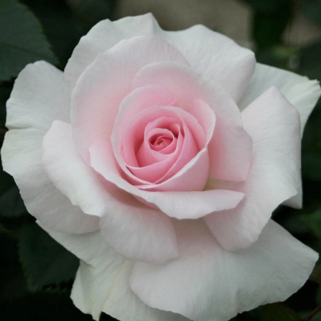 Rose 'A Whiter Shade of Pale'