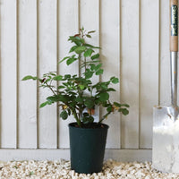 A Whiter Shade of Pale potted rose bush