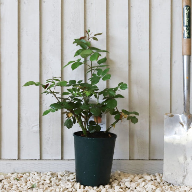 A Whiter Shade of Pale potted rose bush