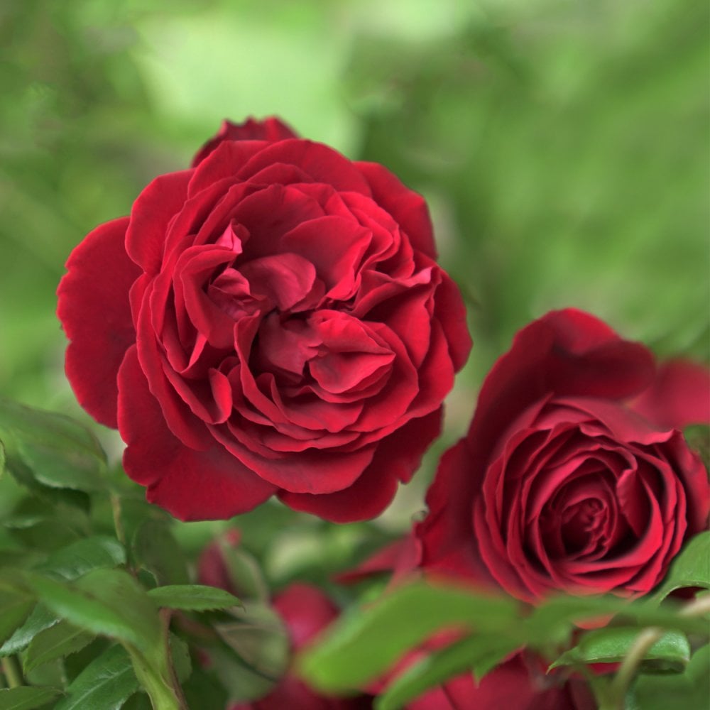 Rose 'Crimson Cascade'