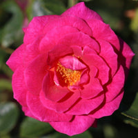 Gloriana pink rose flower