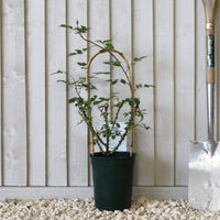 Gloriana climbing Rose in pot