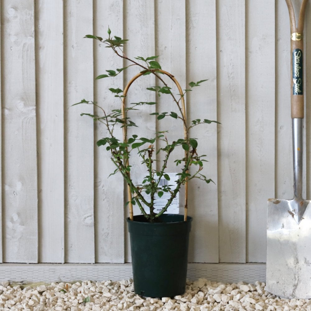 Gloriana climbing Rose in pot