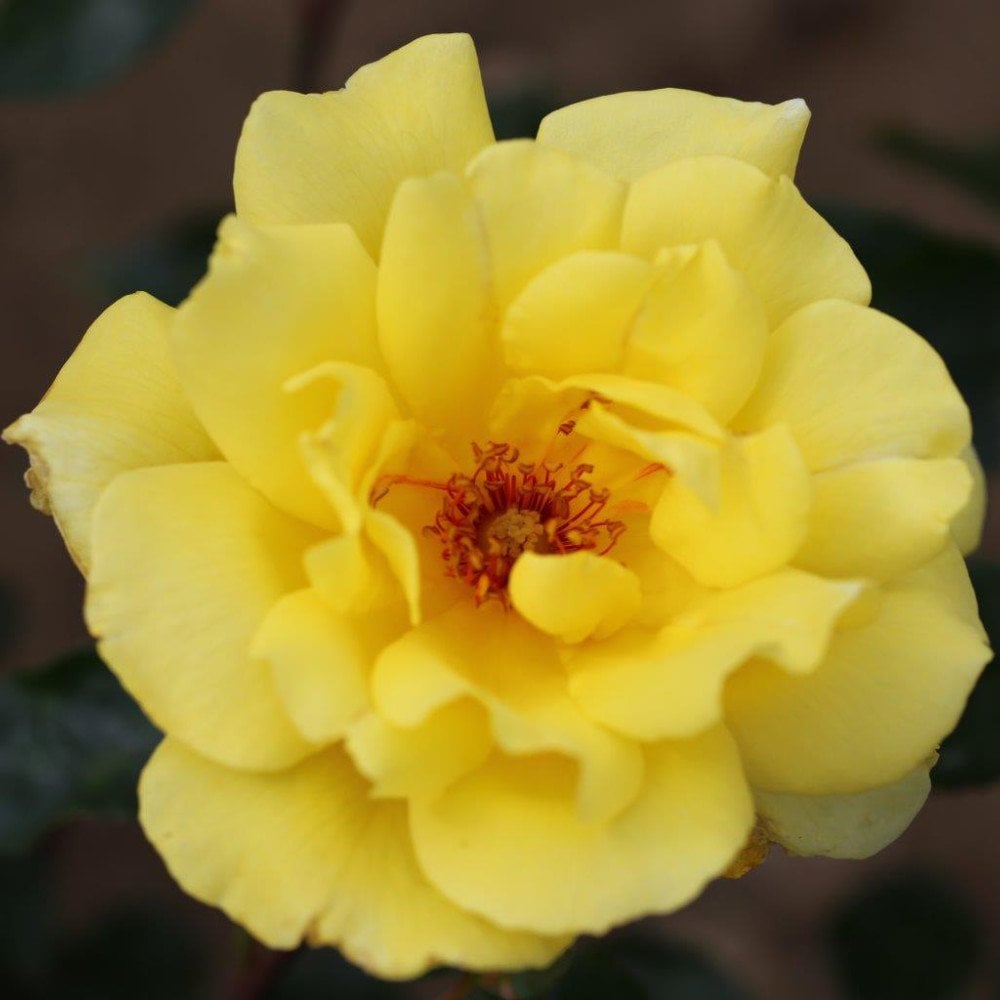 Rose 'Golden Showers'