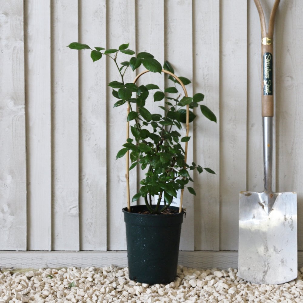 'Golden Showers' climbing Rose in pot