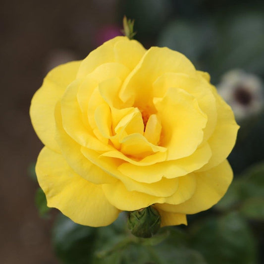 Rose 'Golden Wedding'