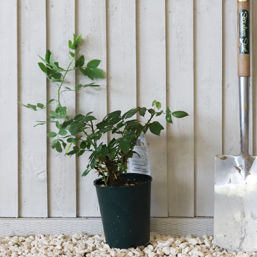 'Golden Wedding' potted rose bush