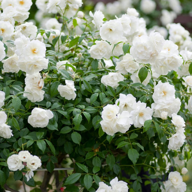 Iceberg Roses