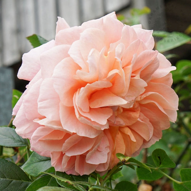 Rose 'It's a Wonderful Life' orange flowers