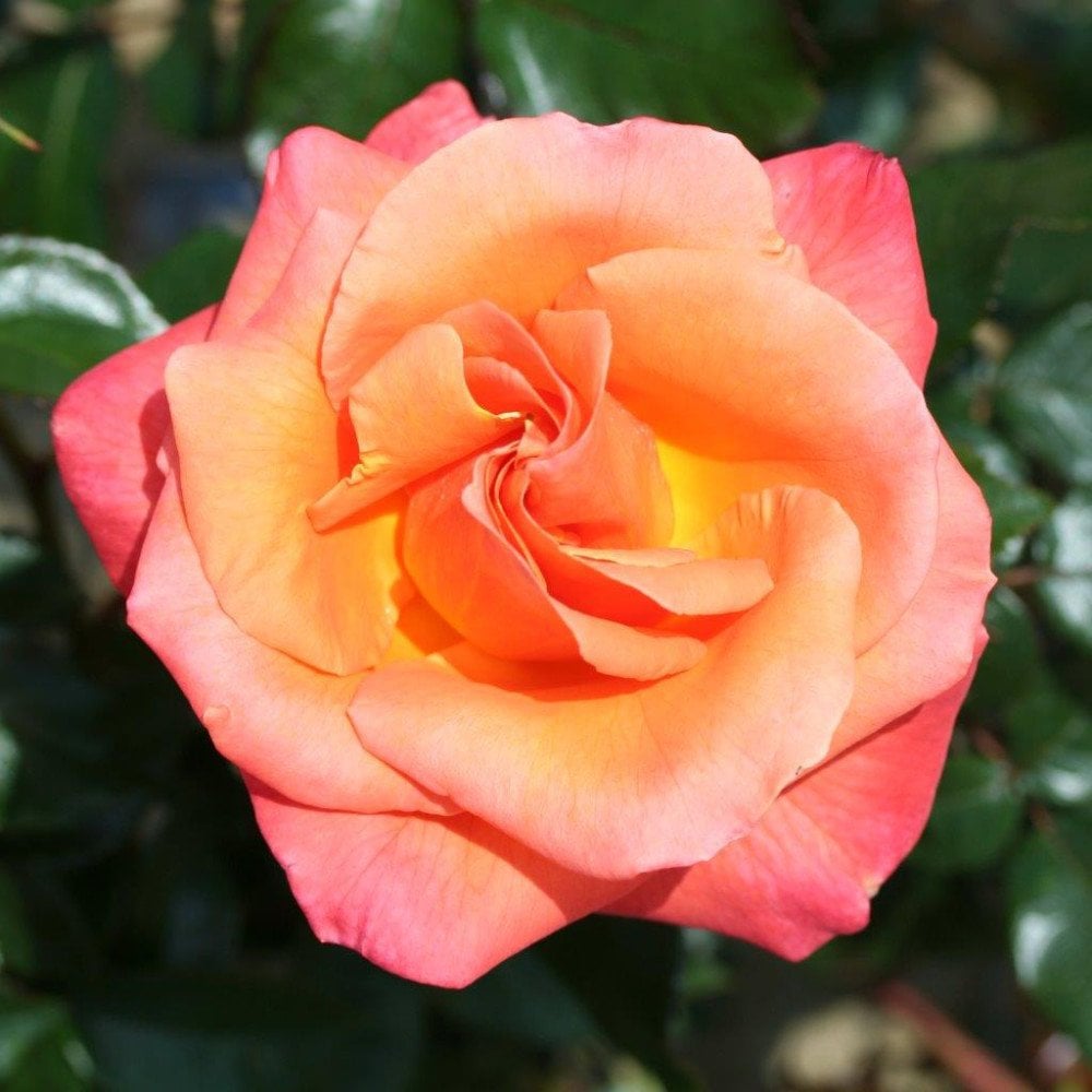 Rose 'Mamma Mia'