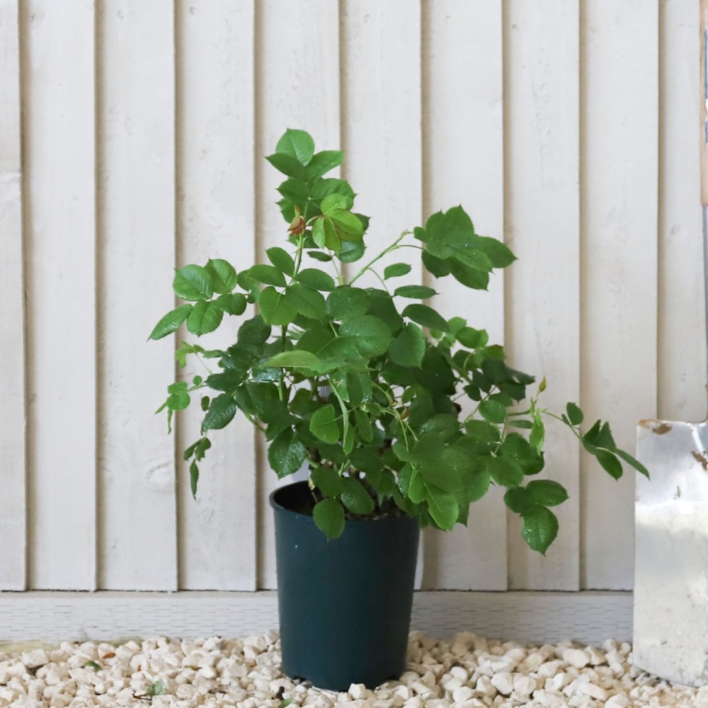 'Minerva' potted rose bush