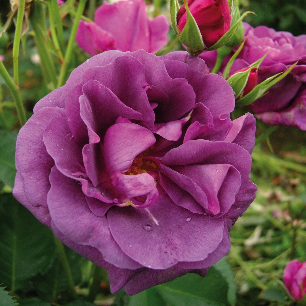 Rose 'Minerva' purple flowers