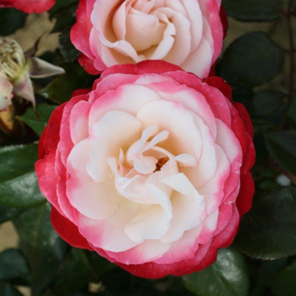 Rose 'Nostalgia' cream & red flowers