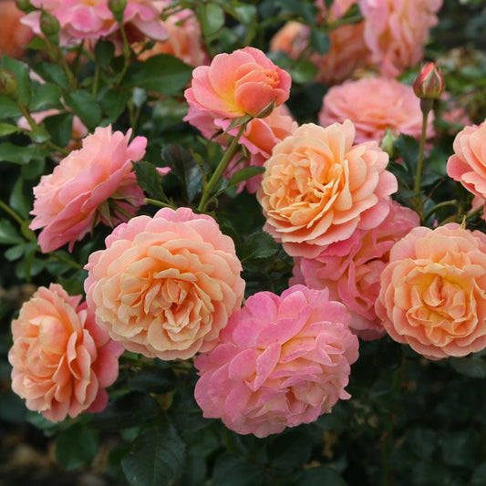 Peach Melba rose