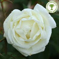 Rose 'Silver Anniversary'