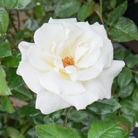 Rose 'Silver Anniversary' white flower