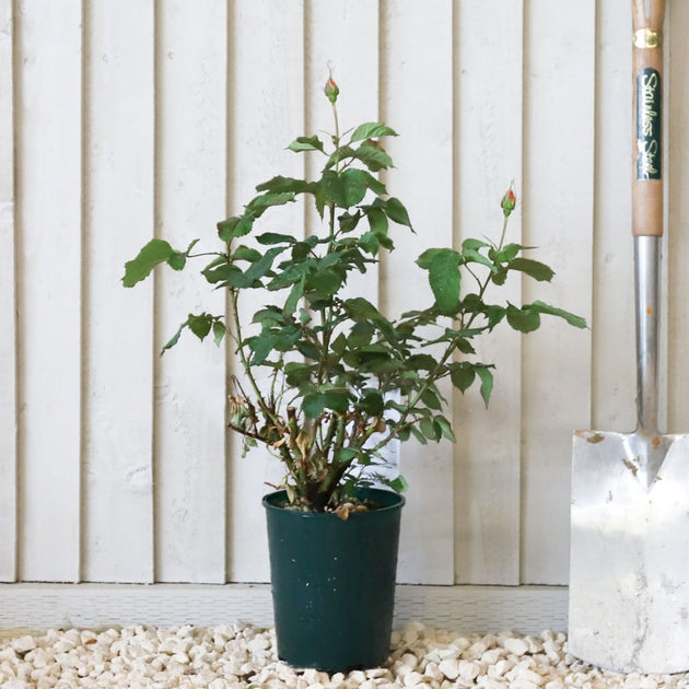 'Super Trouper' potted rose bush