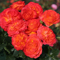 Rose 'Volcano'