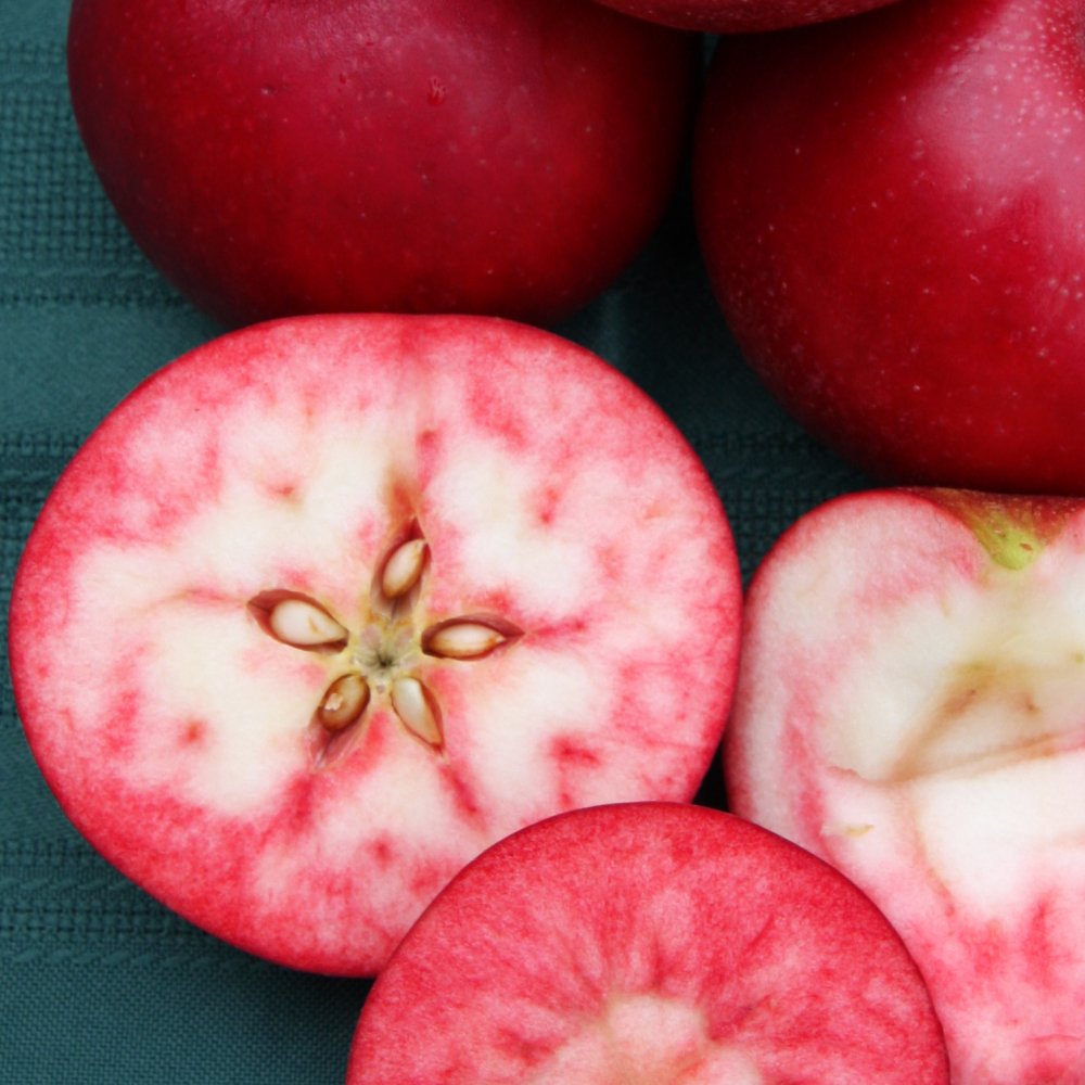 Rosette Apple tree