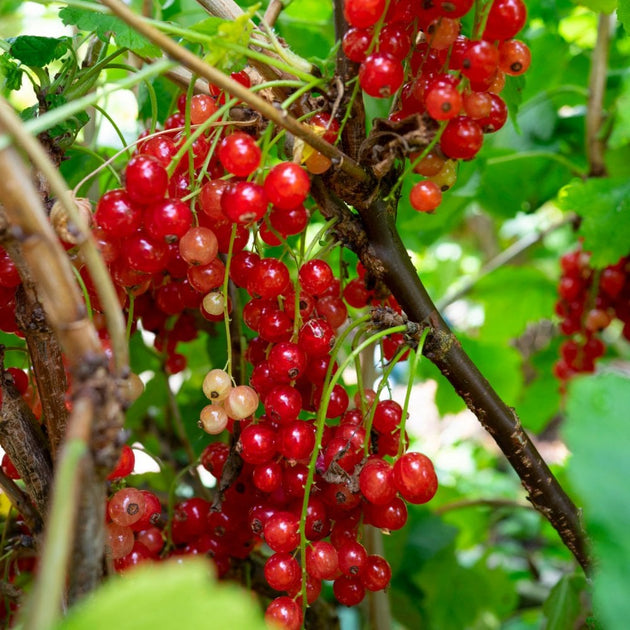 Rovada Redcurrant bush