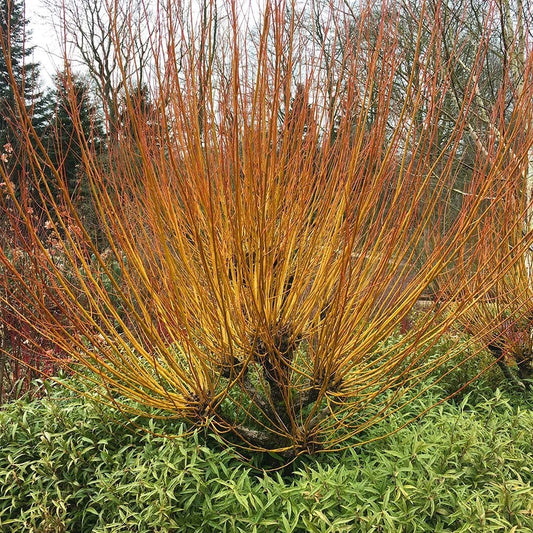 Salix alba 'Britzensis' Willow