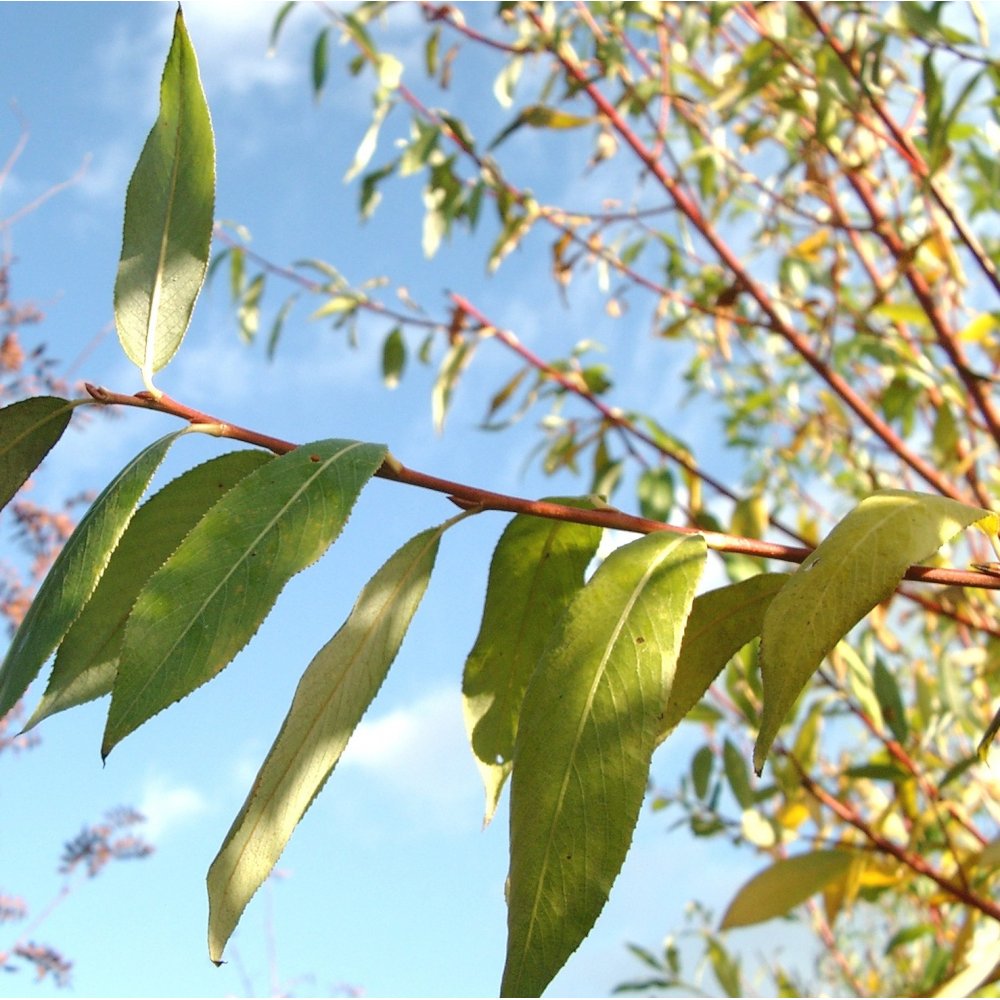 Salix alba 'Britzensis' tree