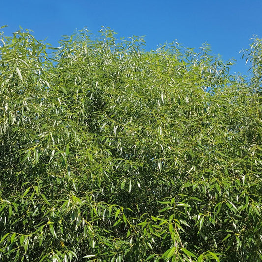 White Willow hedging Bundle