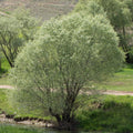 Salix alba Willow