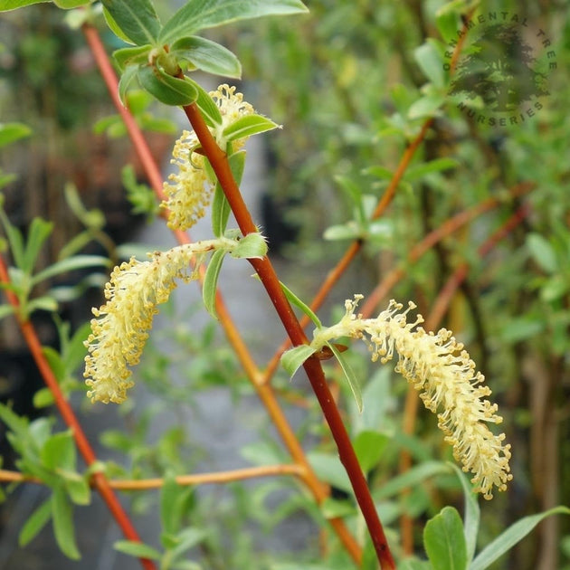 Salix alba var. vitellina 'Yelverton' tree