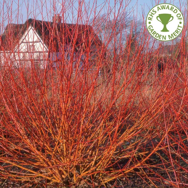 Salix alba vitellina Yelverton