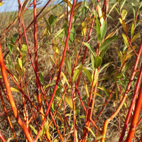 Salix alba vitellina Yelverton foliage