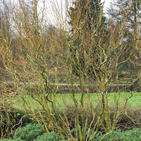 Mature Salix babylonica 'Tortuosa' tree