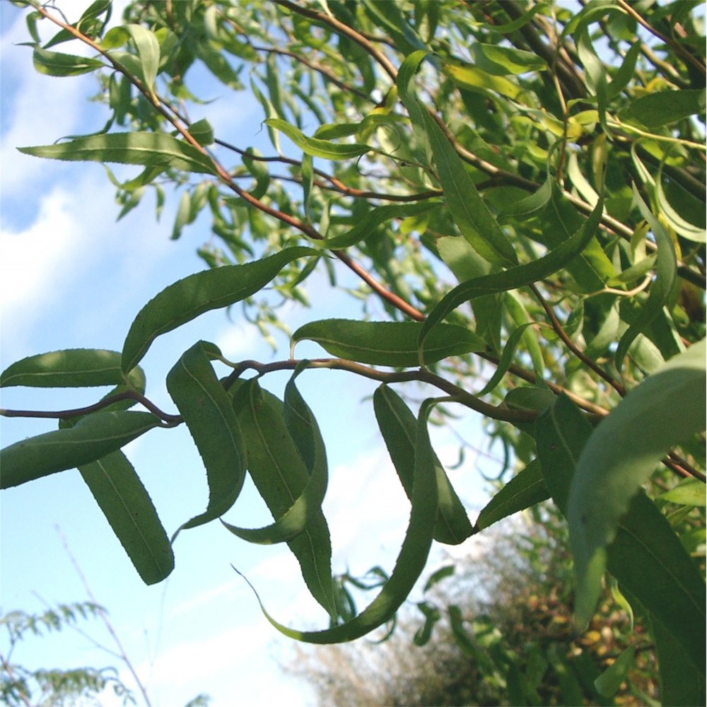 Salix babylonica 'Tortuosa' foliage