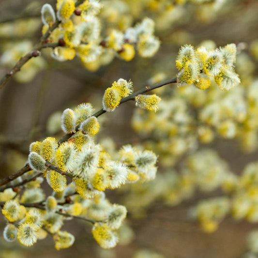 Goat Willow hedging Bundle