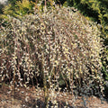 Salix caprea 'Pendula' Kilmarnock Willow