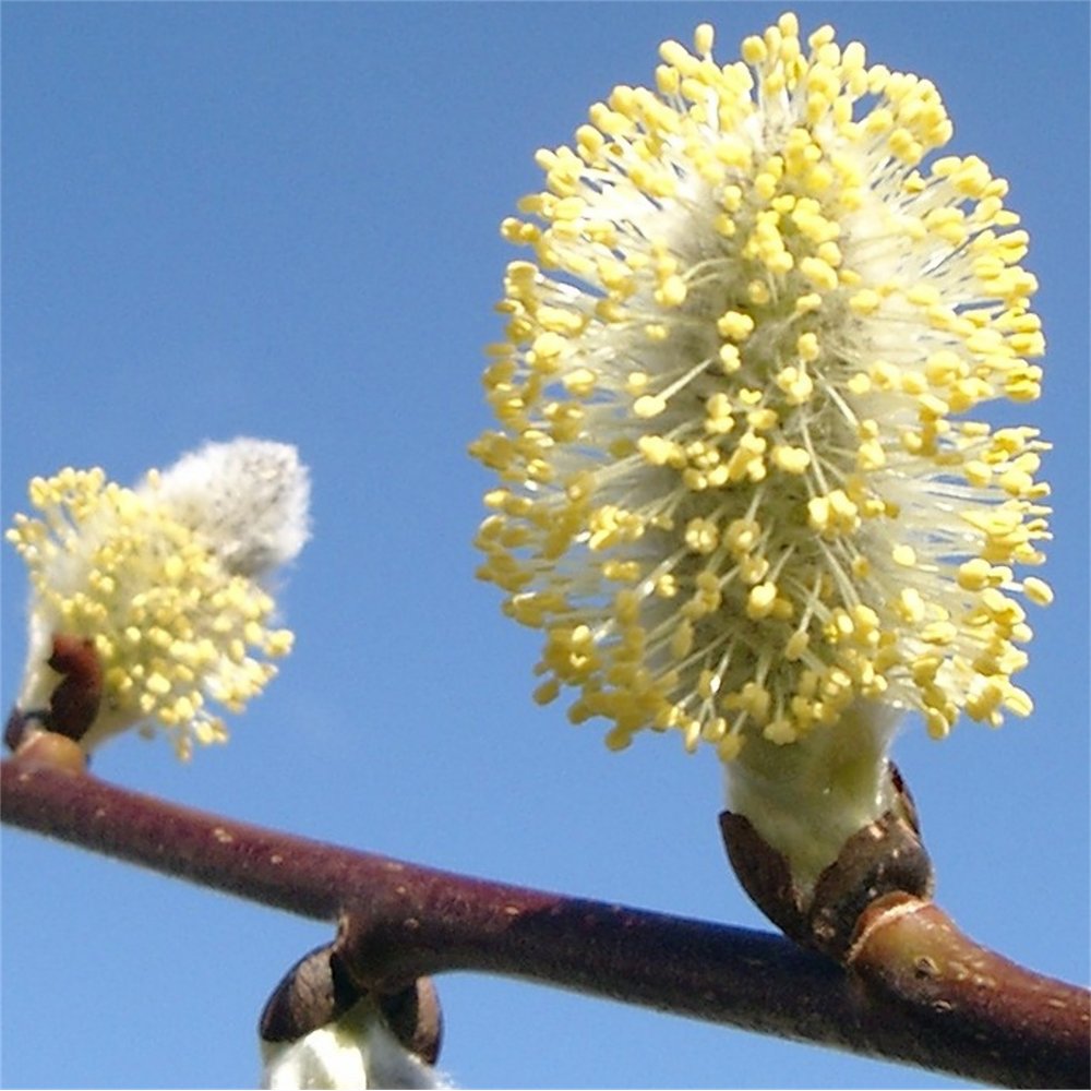 Kilmarnock Willow catkins