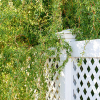 Salix 'Erythroflexuosa' twisted Willow tree