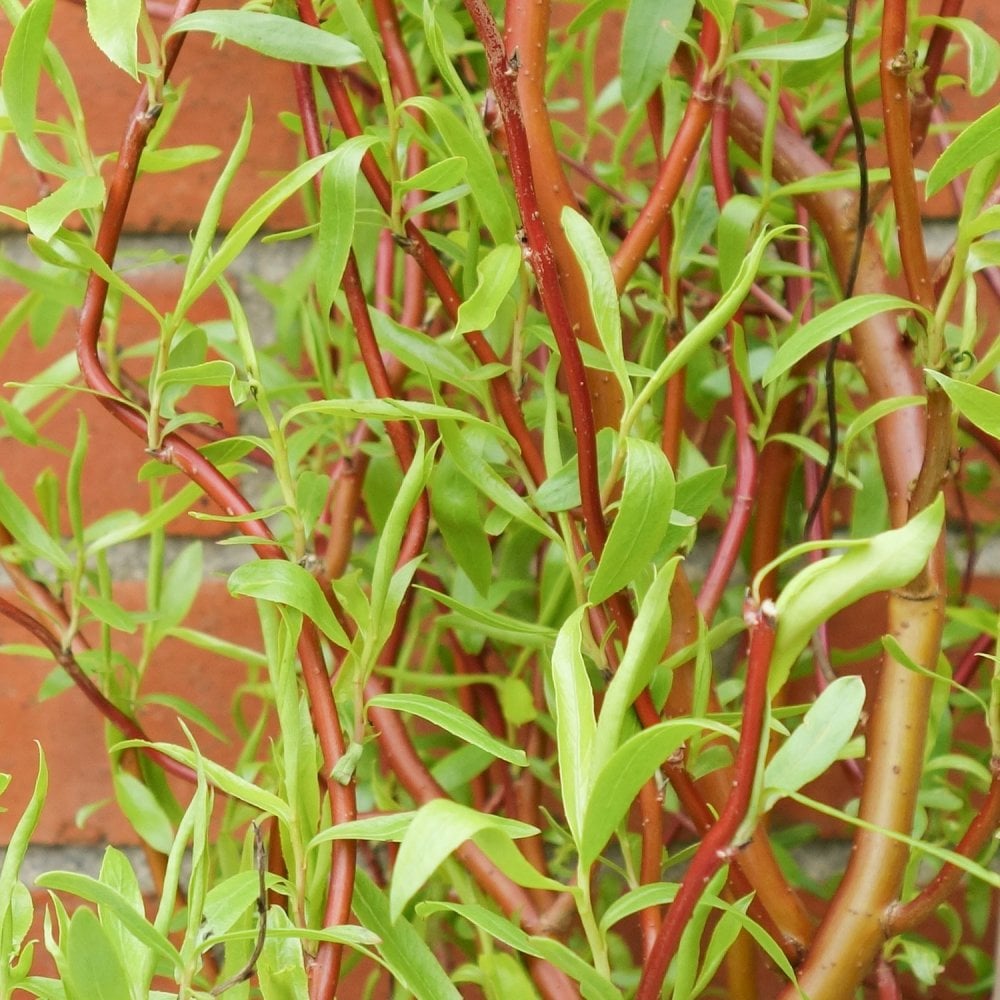 Salix 'Erythroflexuosa' red twisted Willow branches