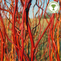 Salix 'Erythroflexuosa'