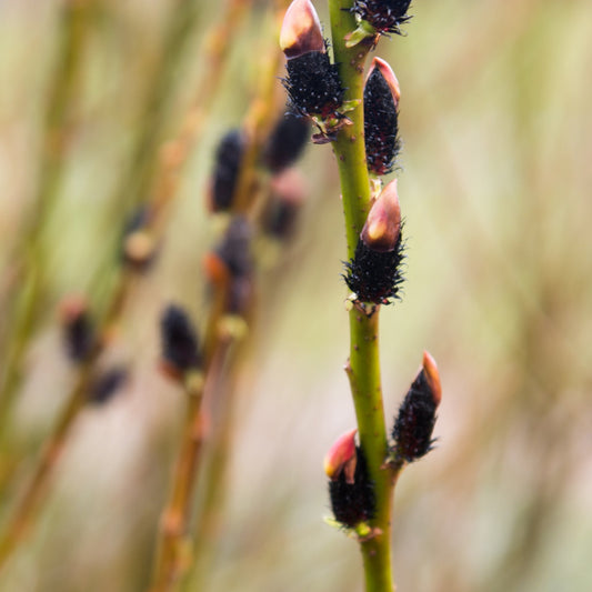 Salix gracilistyla 'Melanostachys' Willow