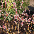 Salix gracilistyla 'Mount Aso'